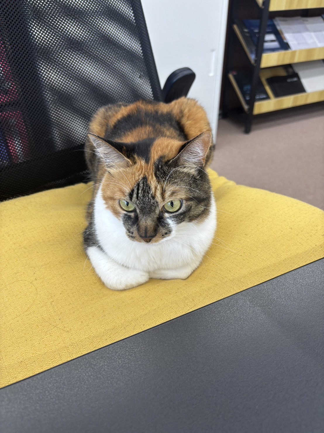 もなか アイキャッチ画像
