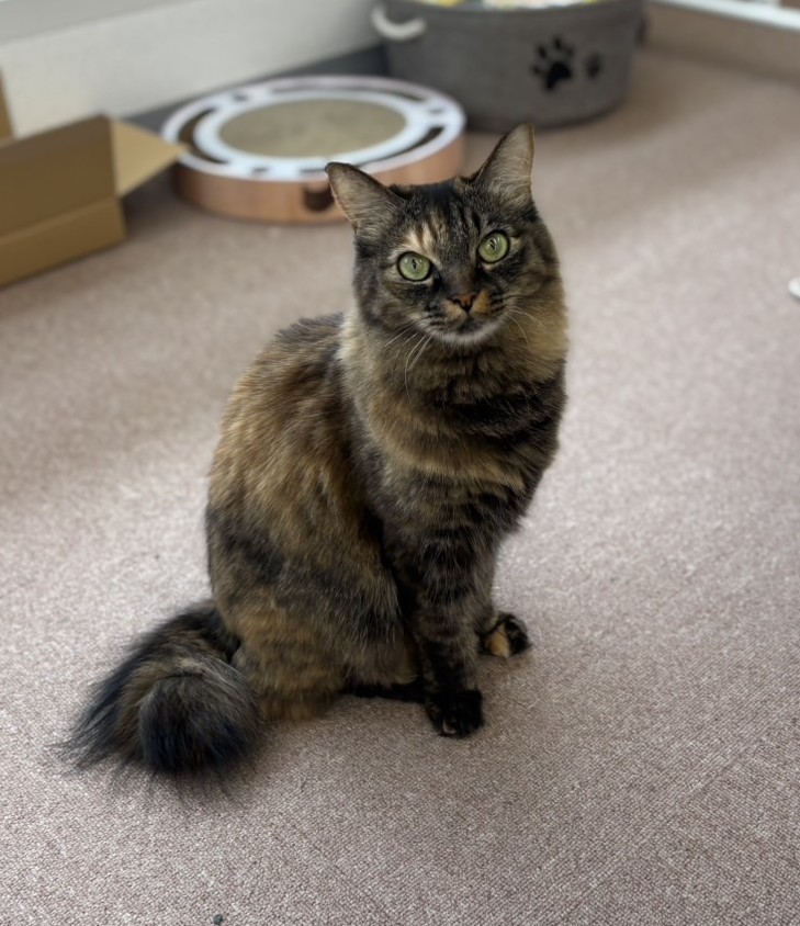 おはぎ アイキャッチ画像