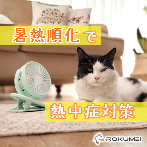 そろそろ始めませんか、「暑熱順化」を 画像